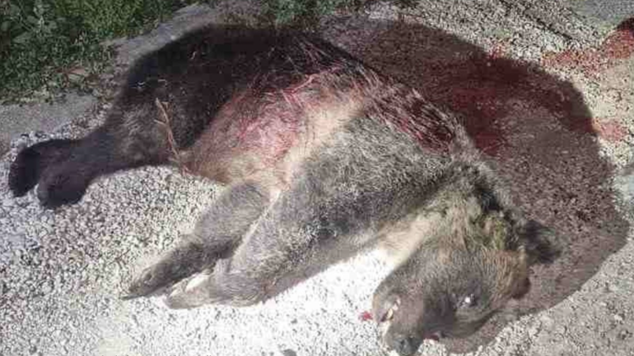 orsa Amarena, uccisa