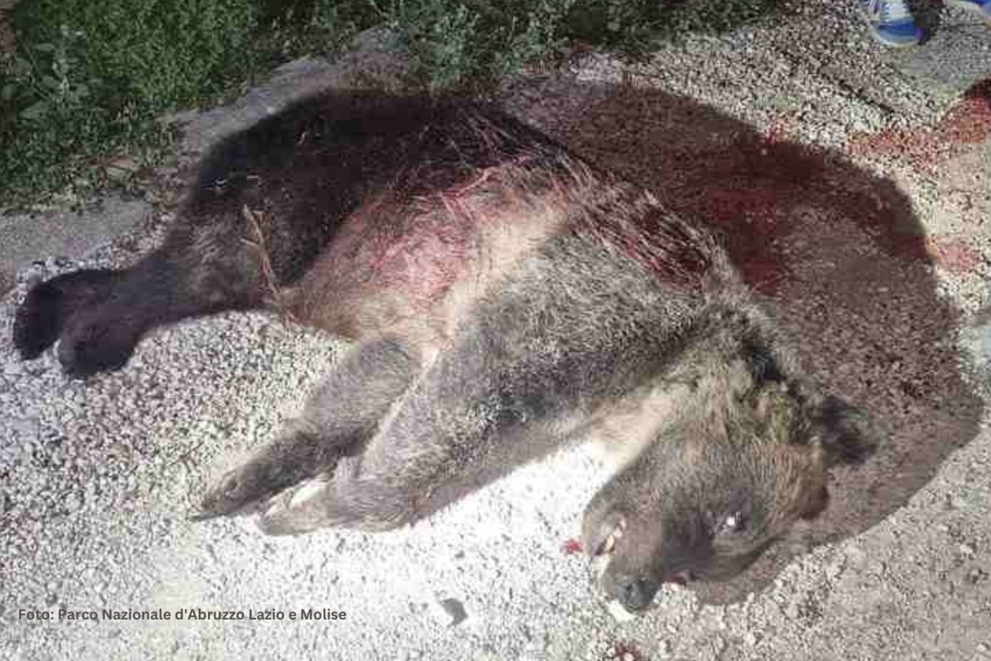 orsa Amarena, uccisa